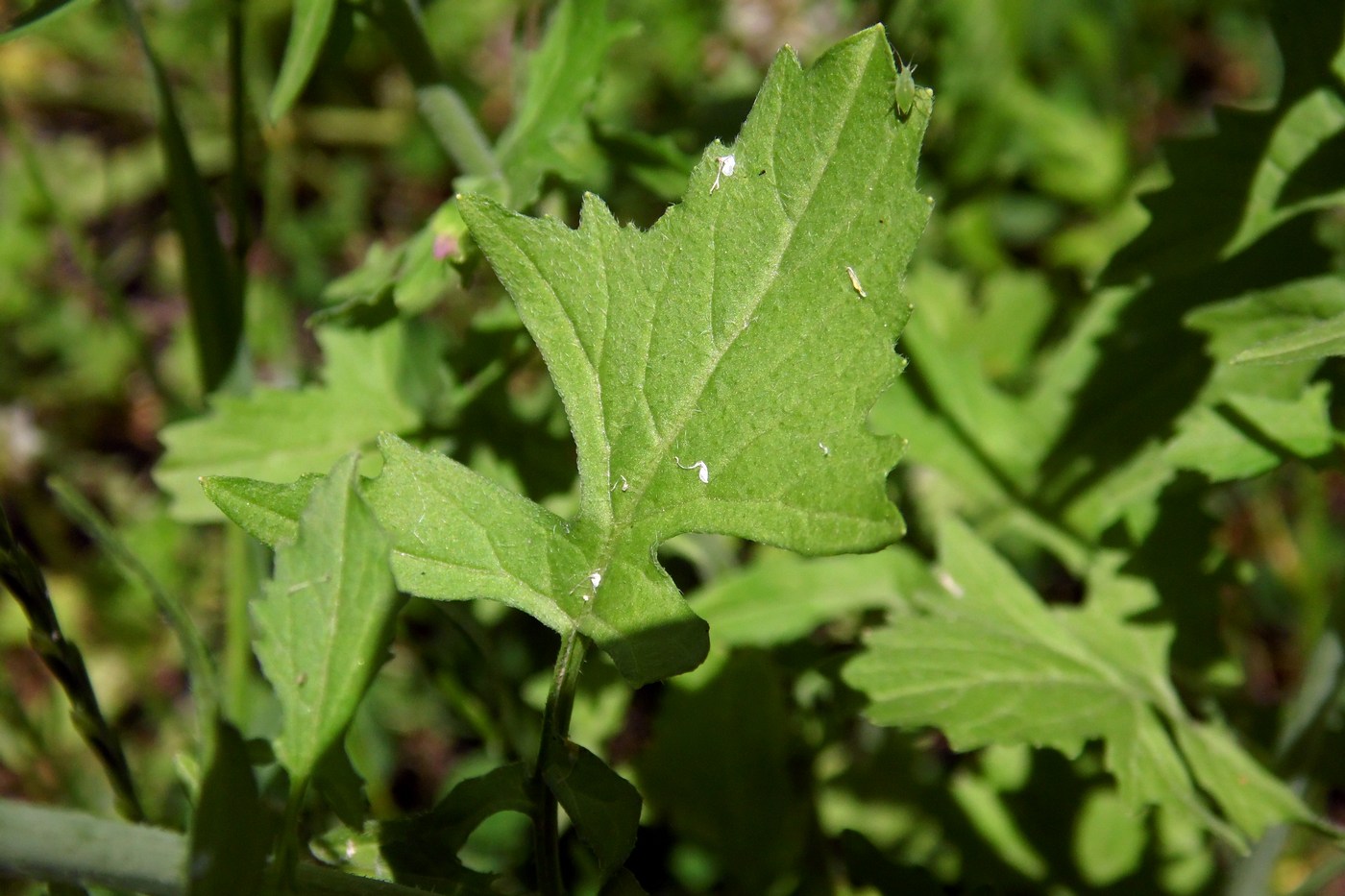 Image of Sisymbrium officinale specimen.