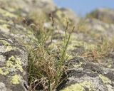 Carex rupestris