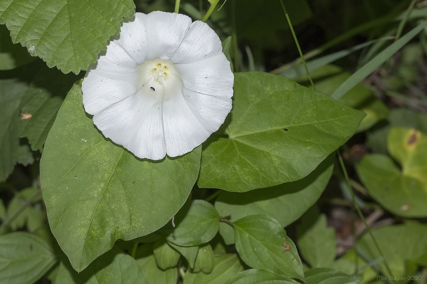 Изображение особи Calystegia sepium.