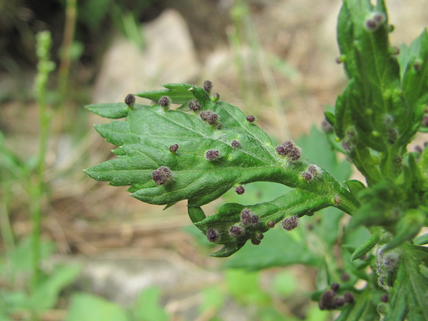 Image of Artemisia vulgaris specimen.