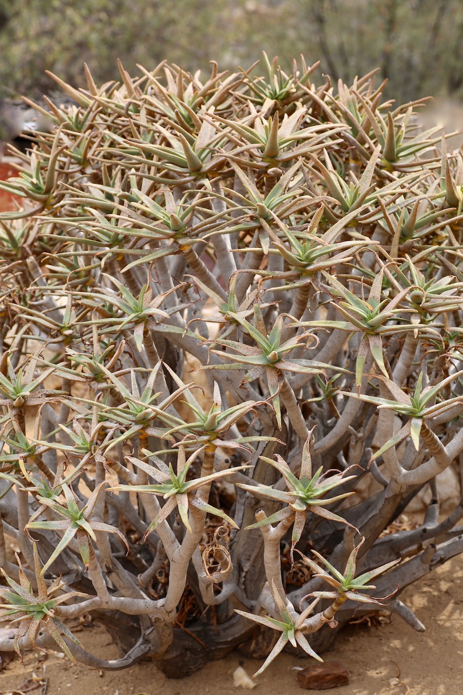 Image of Aloidendron ramosissimum specimen.