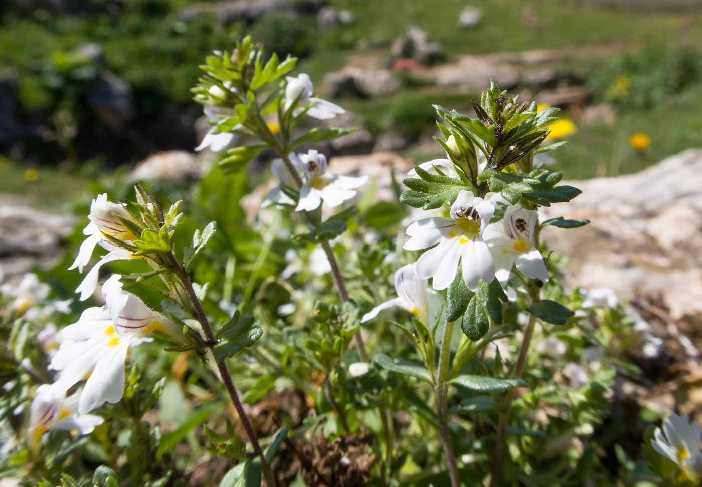 Image of genus Euphrasia specimen.