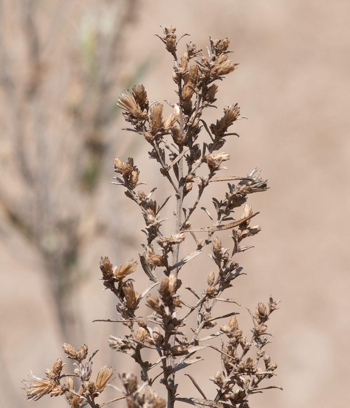 Image of Pechuel-loeschea leubnitziae specimen.