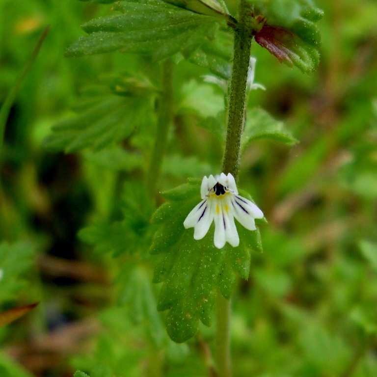 Изображение особи род Euphrasia.