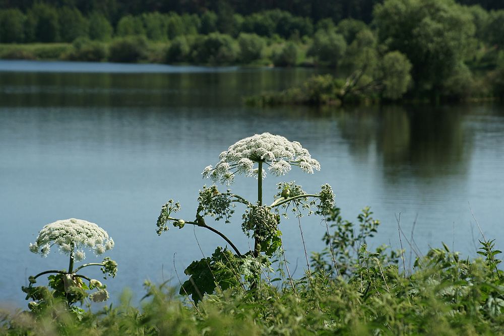 Image of Heracleum sosnowskyi specimen.