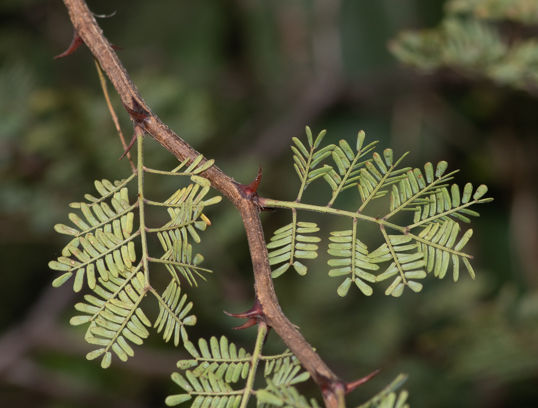 Image of Mimosa aculeaticarpa specimen.