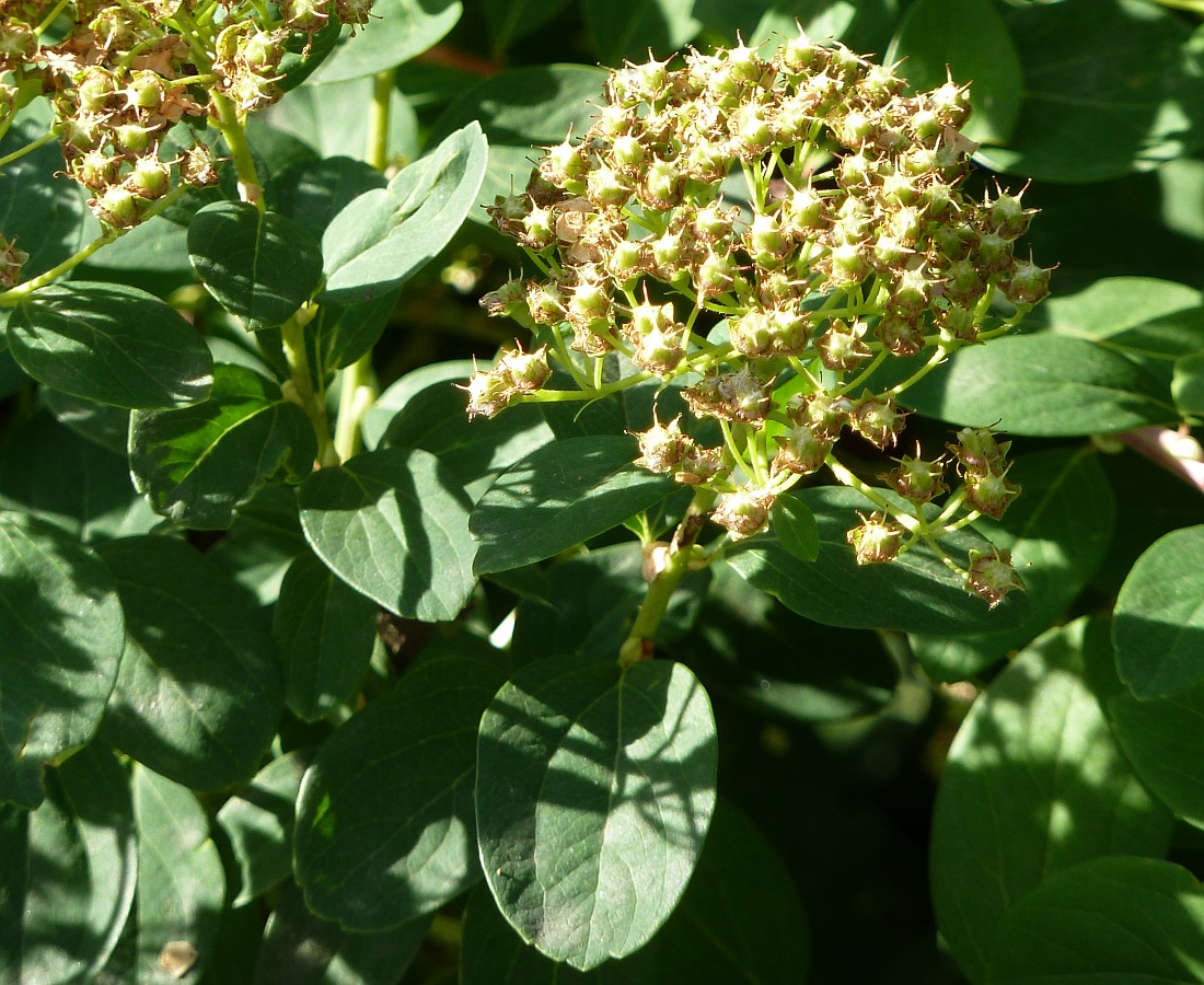 Image of genus Spiraea specimen.