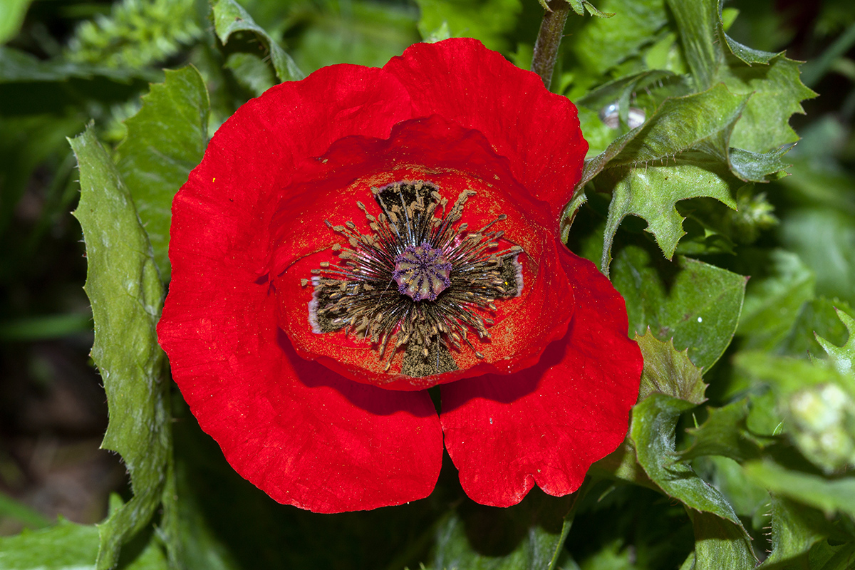 Изображение особи Papaver umbonatum.