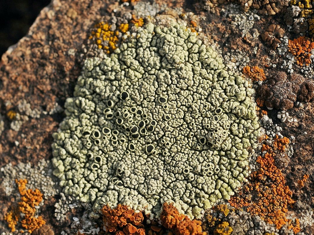 Image of Lecanora argopholis specimen.