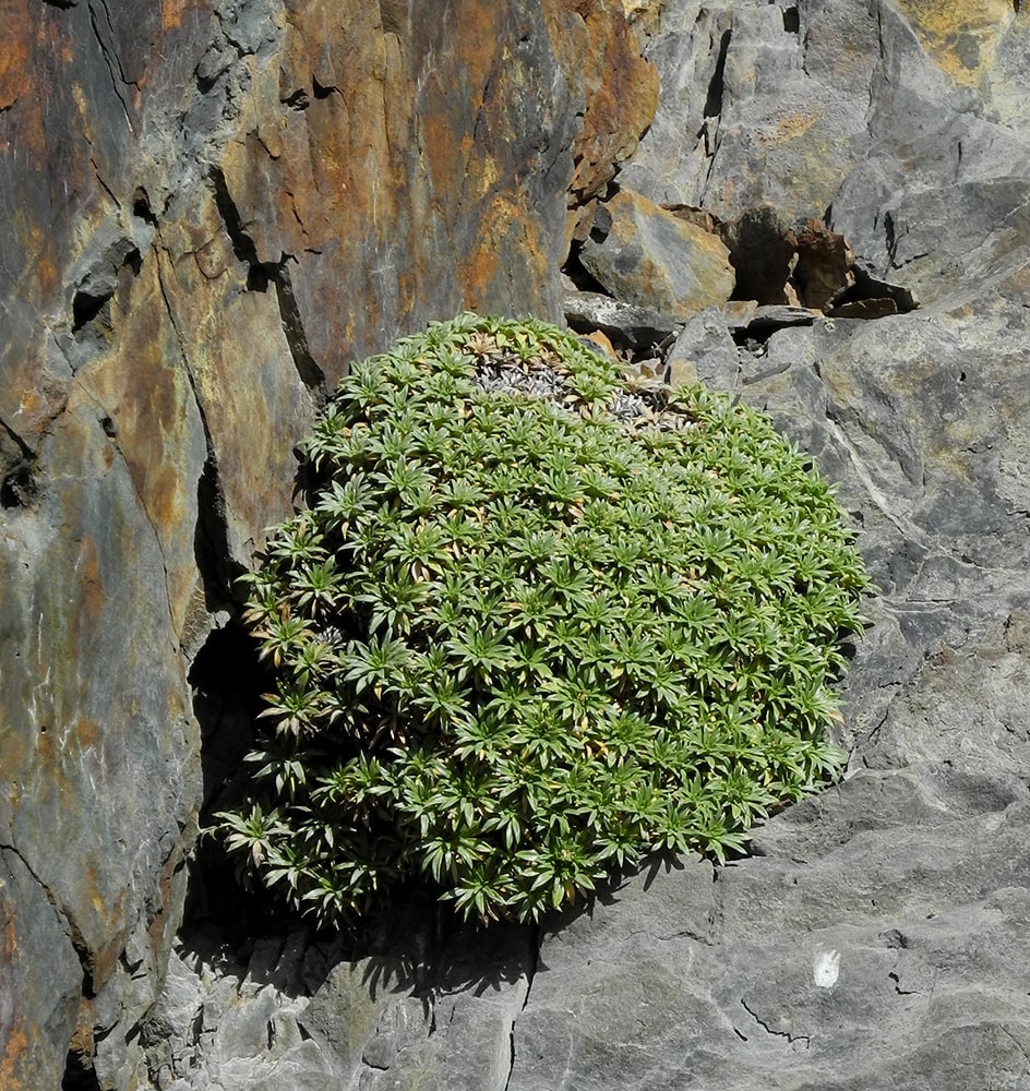 Изображение особи Azorella monantha.