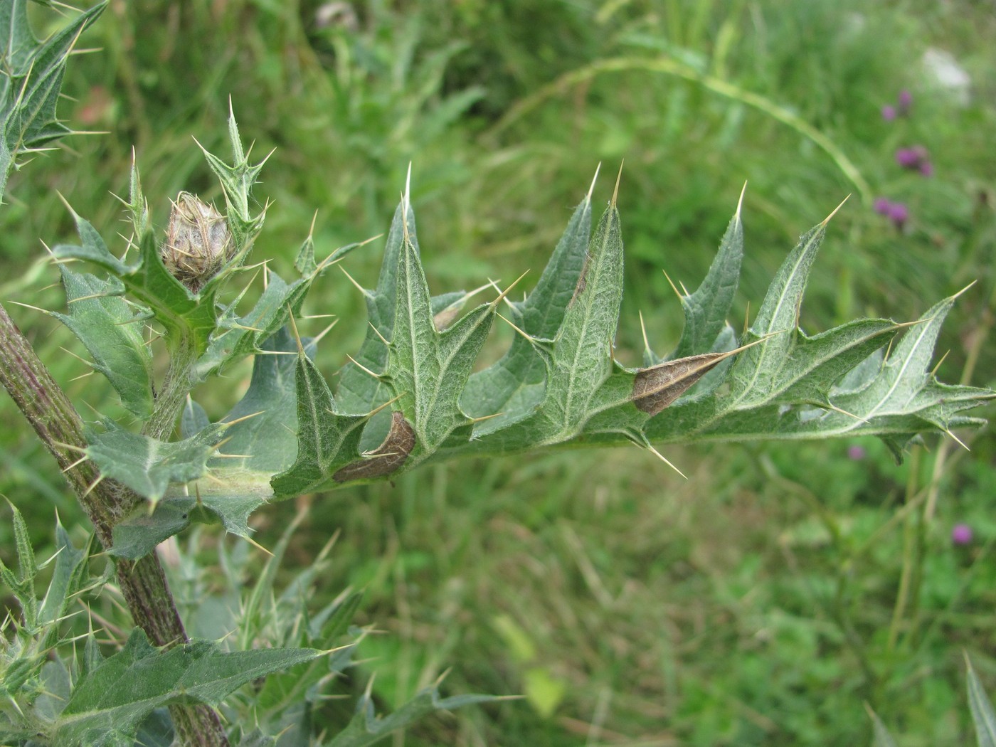 Image of Cirsium balkharicum specimen.