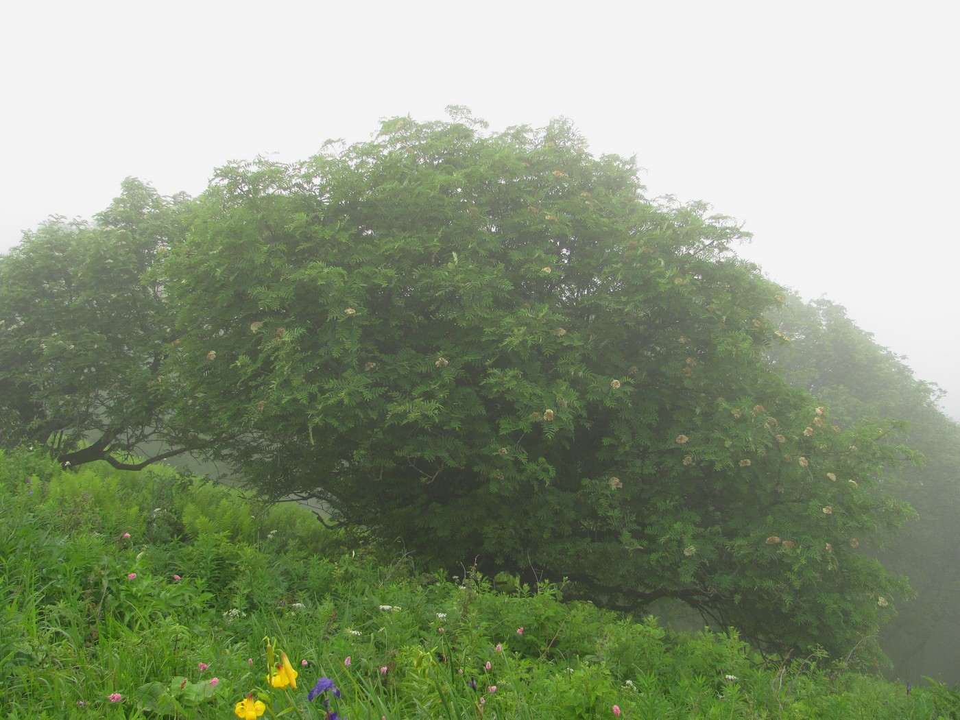 Изображение особи Sorbus aucuparia.