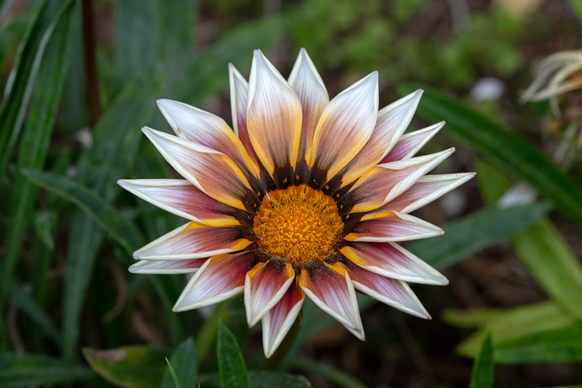 Image of Gazania &times; hybrida specimen.