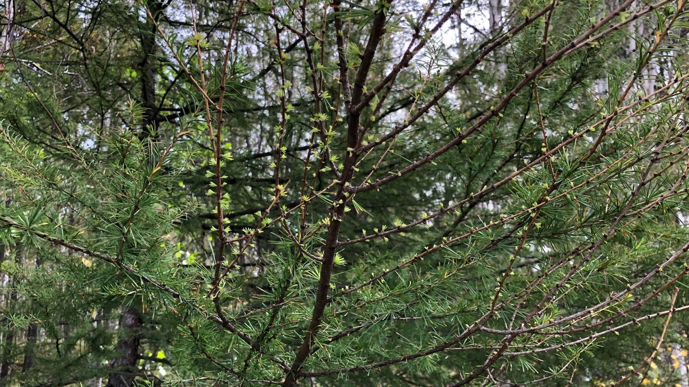 Image of Larix cajanderi specimen.