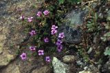 Saxifraga asiatica