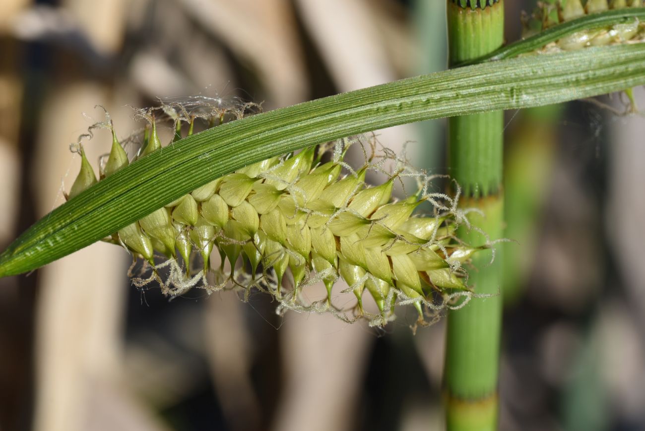 Image of Carex vesicaria specimen.