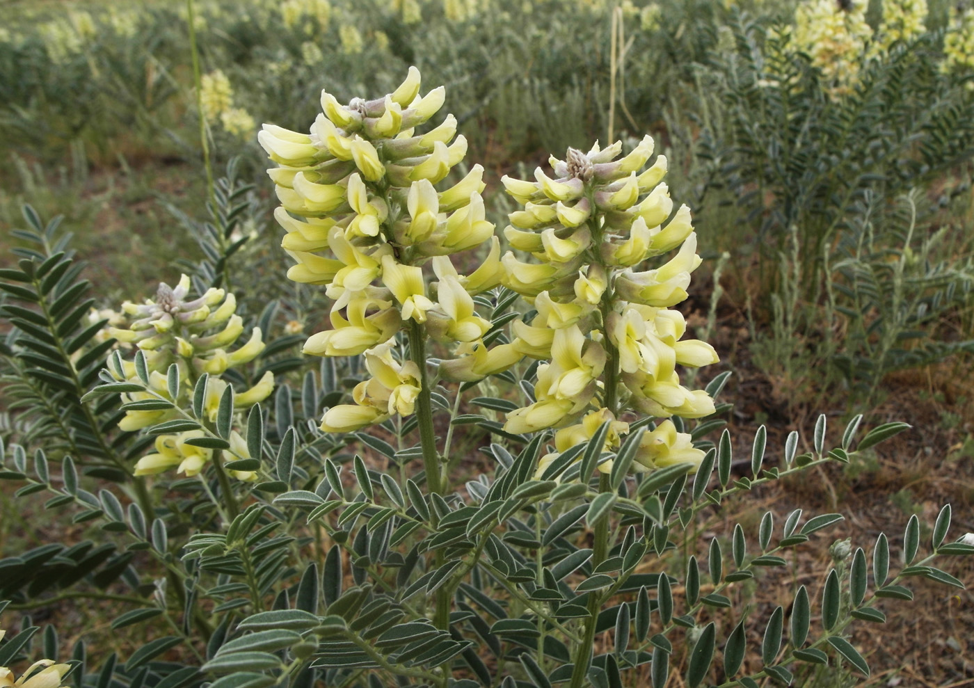 Изображение особи Pseudosophora alopecuroides.