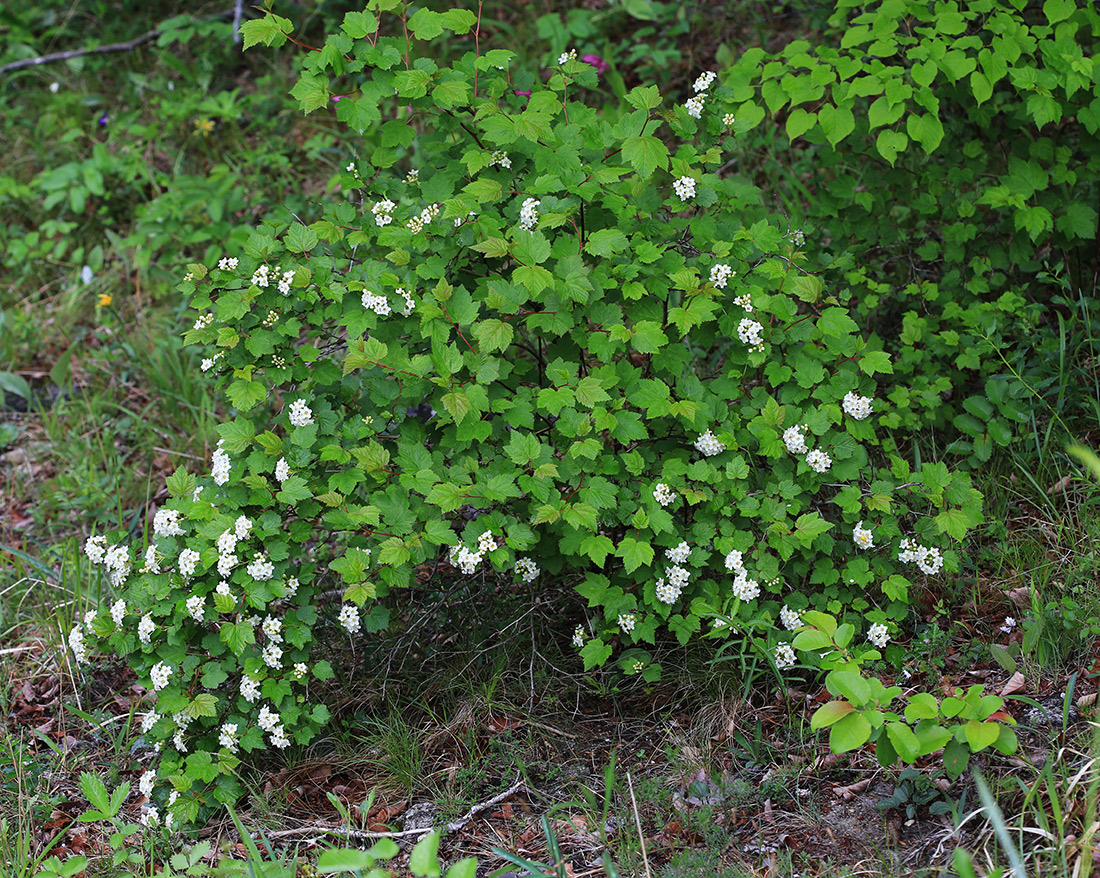 Изображение особи Physocarpus ribesifolia.