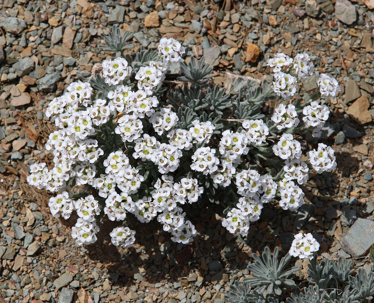 Image of Ptilotrichum canescens specimen.