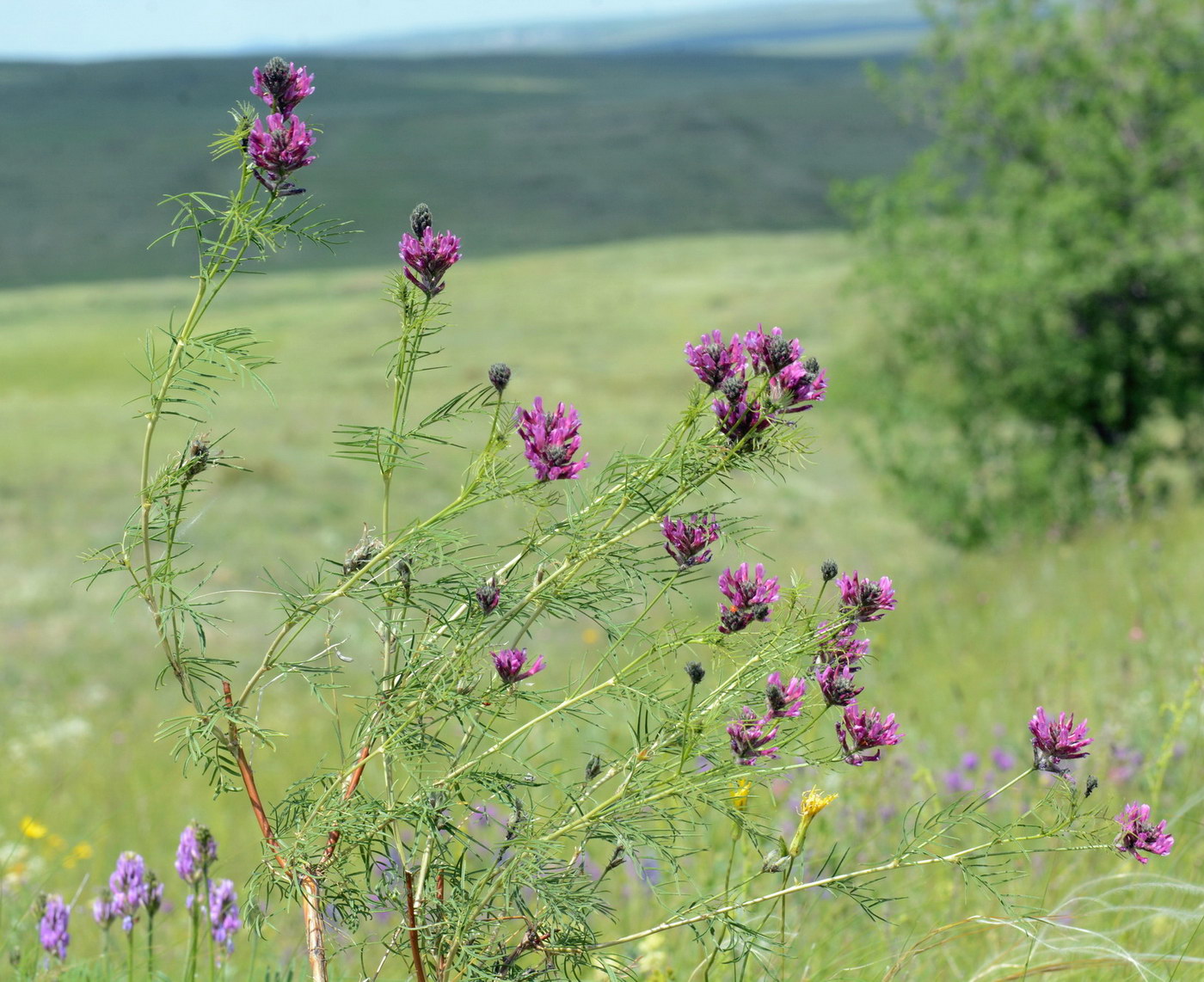 Изображение особи Astragalus cornutus.