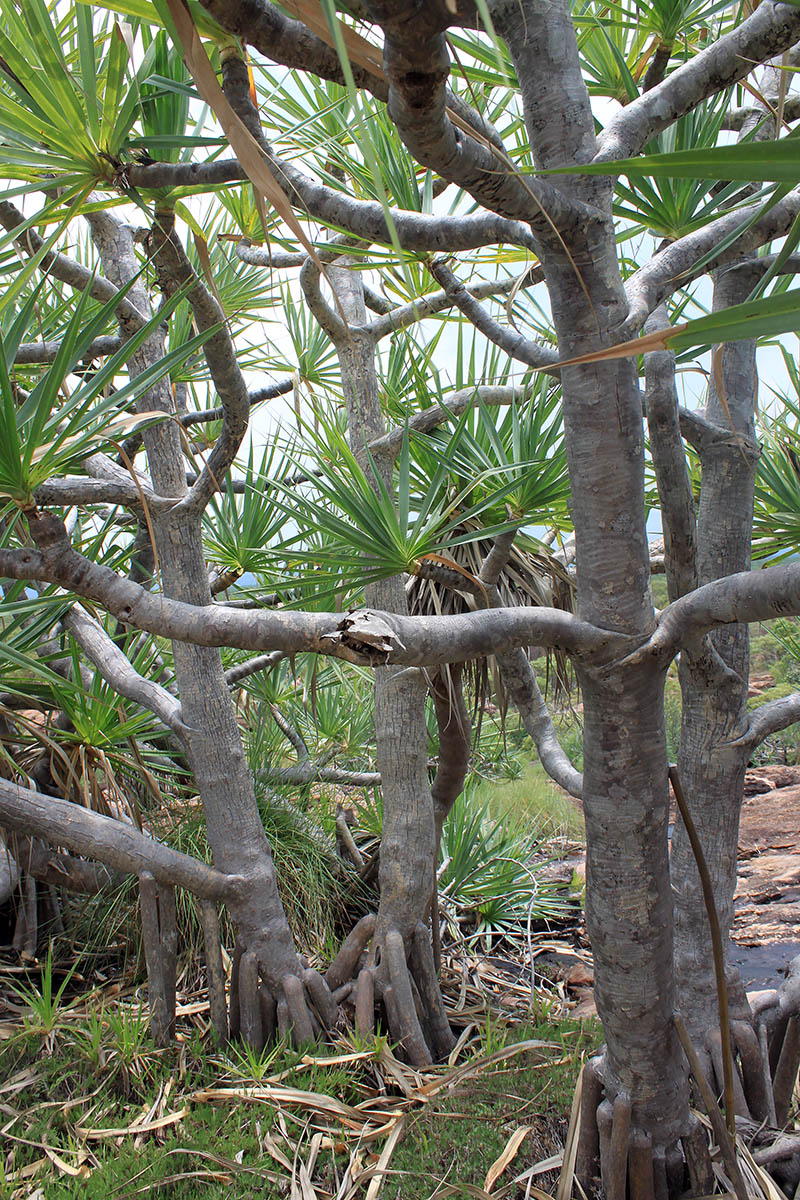 Image of genus Pandanus specimen.