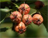 genus Crataegus