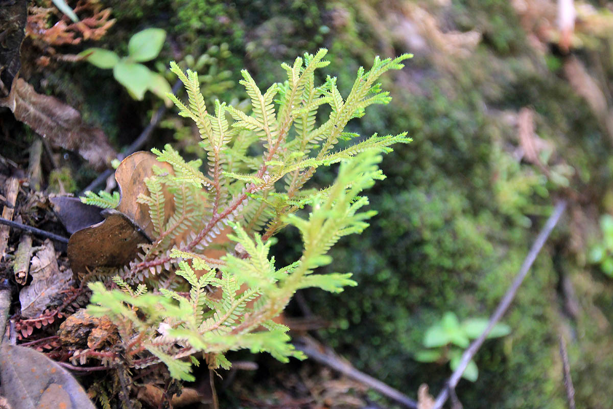 Image of genus Selaginella specimen.