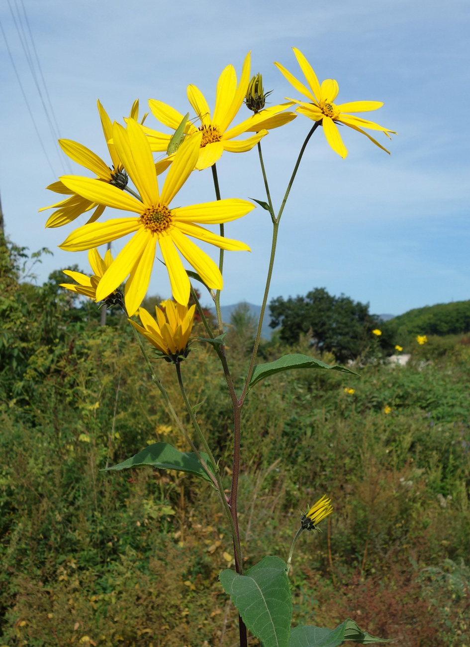 Image of Helianthus tuberosus specimen.