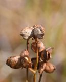 Scheuchzeria palustris