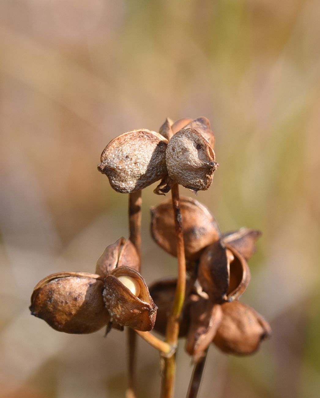 Изображение особи Scheuchzeria palustris.