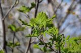 Sorbus aucuparia