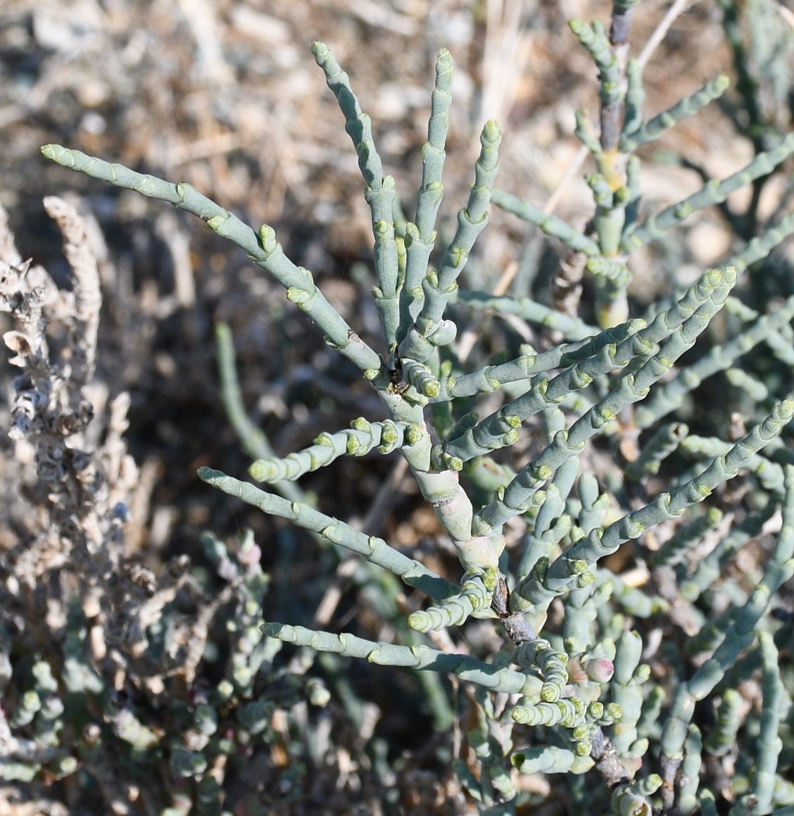 Изображение особи семейство Chenopodiaceae.