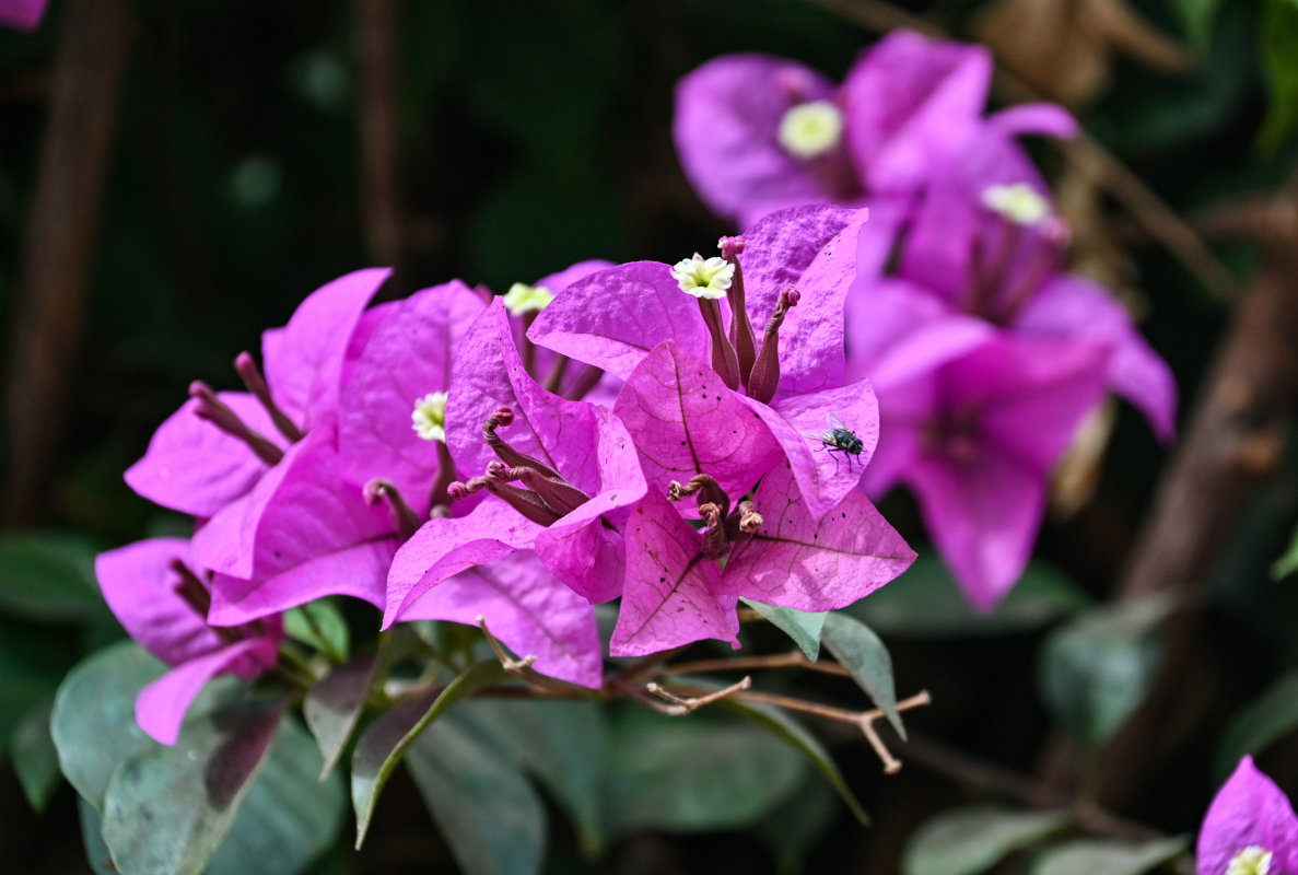 Изображение особи Bougainvillea glabra.