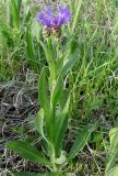 Centaurea czerkessica