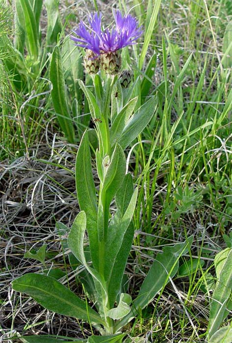 Image of Centaurea czerkessica specimen.