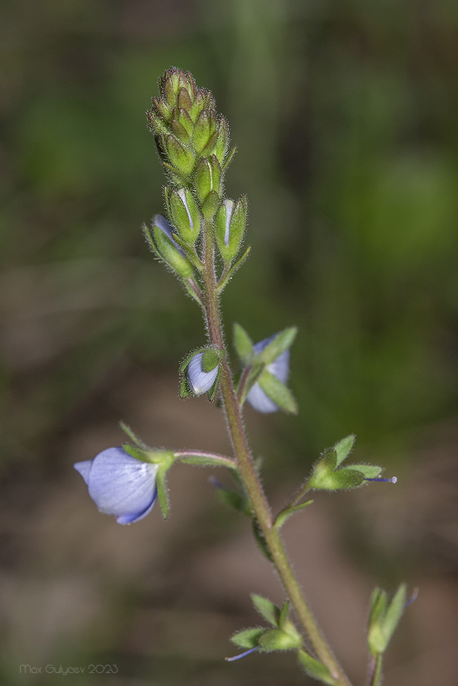 Image of Veronica vindobonensis specimen.