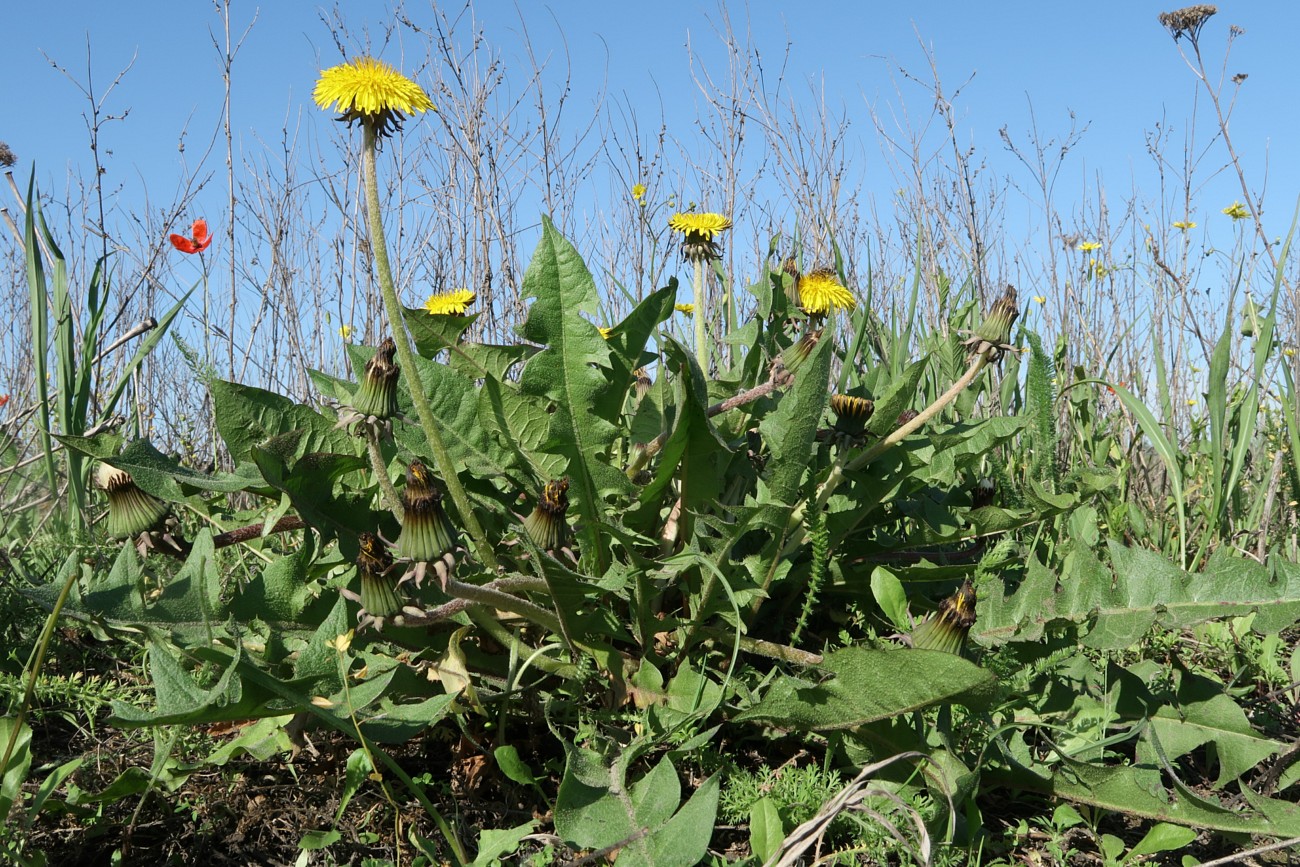 Image of genus Taraxacum specimen.