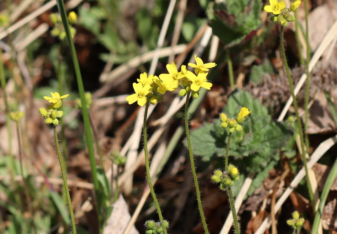 Image of Draba sibirica specimen.