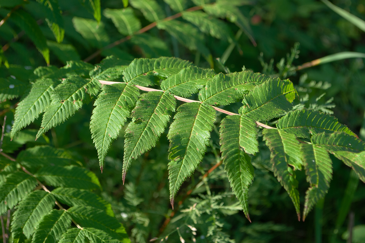 Image of Sorbaria sorbifolia specimen.