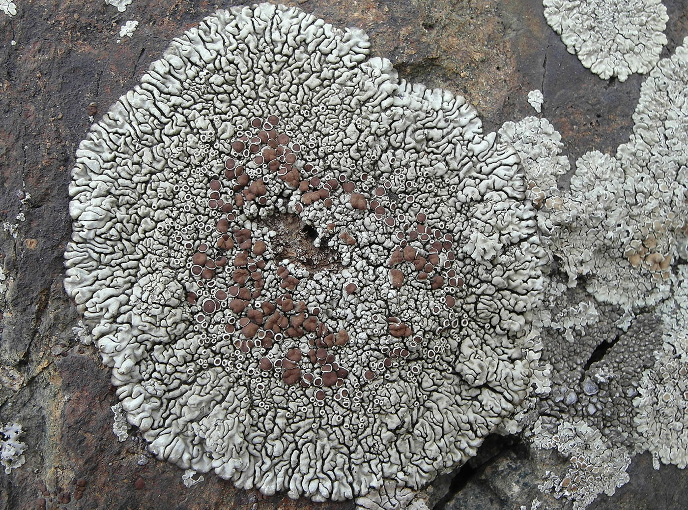 Изображение особи Lecanora garovaglii.