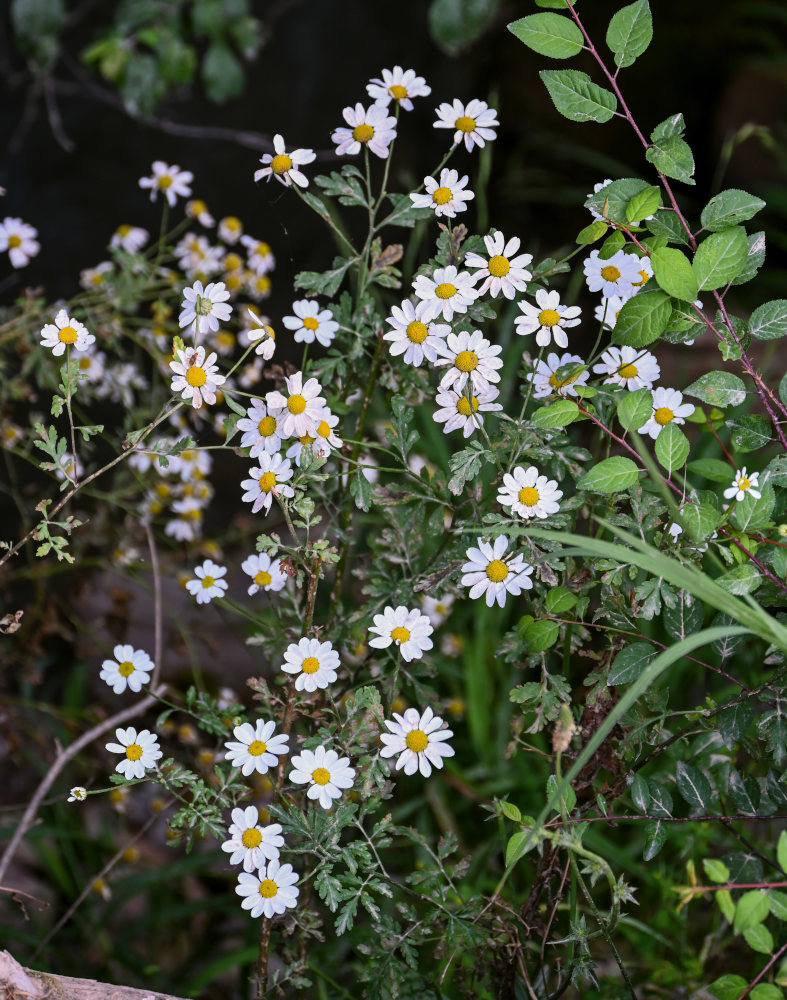 Изображение особи Pyrethrum parthenifolium.