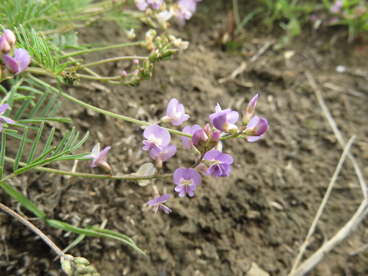 Image of Astragalus austriacus specimen.