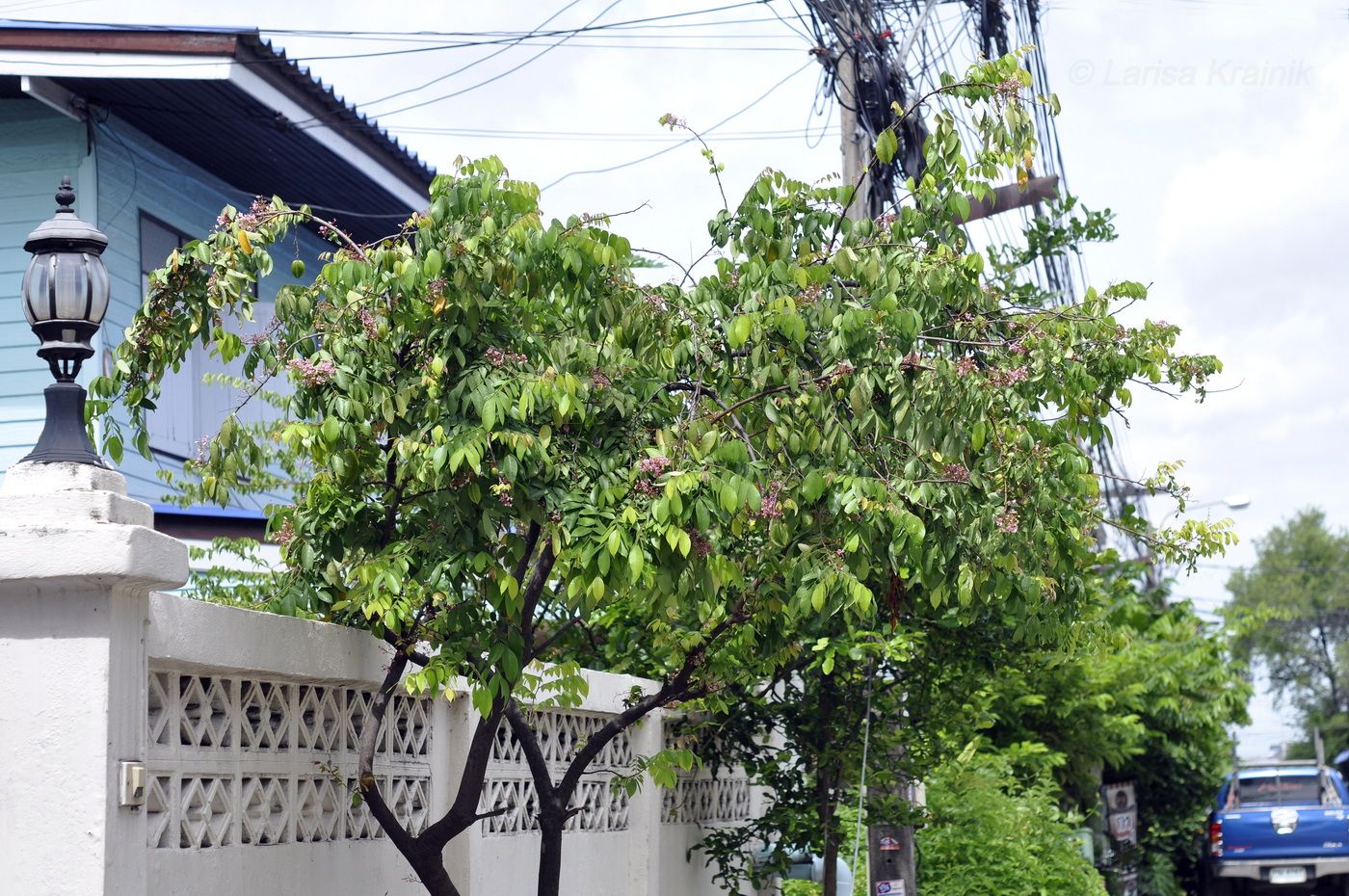 Image of Averrhoa carambola specimen.