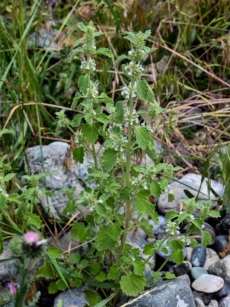 Image of Marrubium catariifolium specimen.