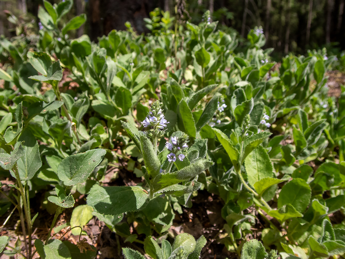 Изображение особи Veronica officinalis.