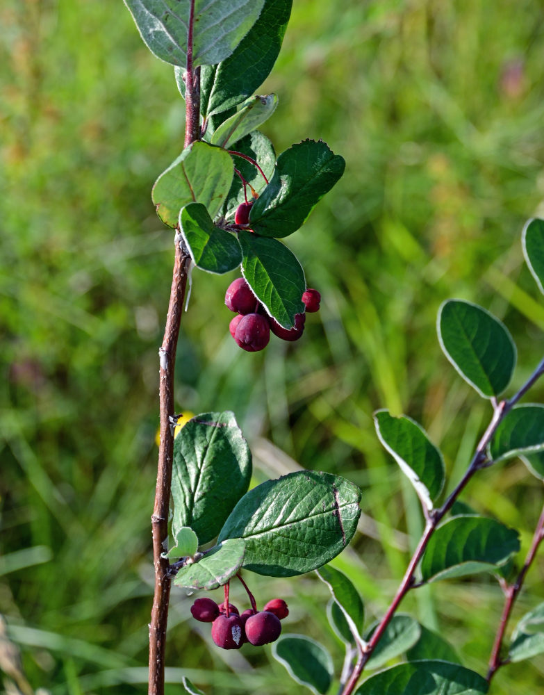 Изображение особи Cotoneaster melanocarpus.