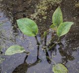 Alisma plantago-aquatica