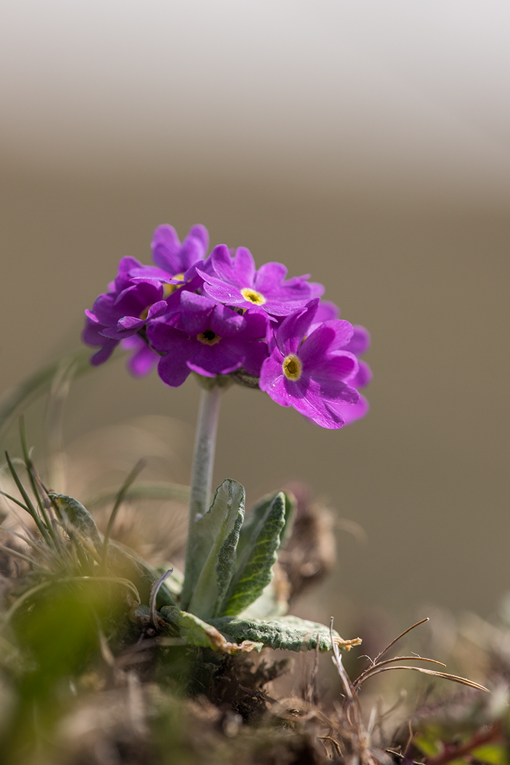 Image of Primula algida specimen.