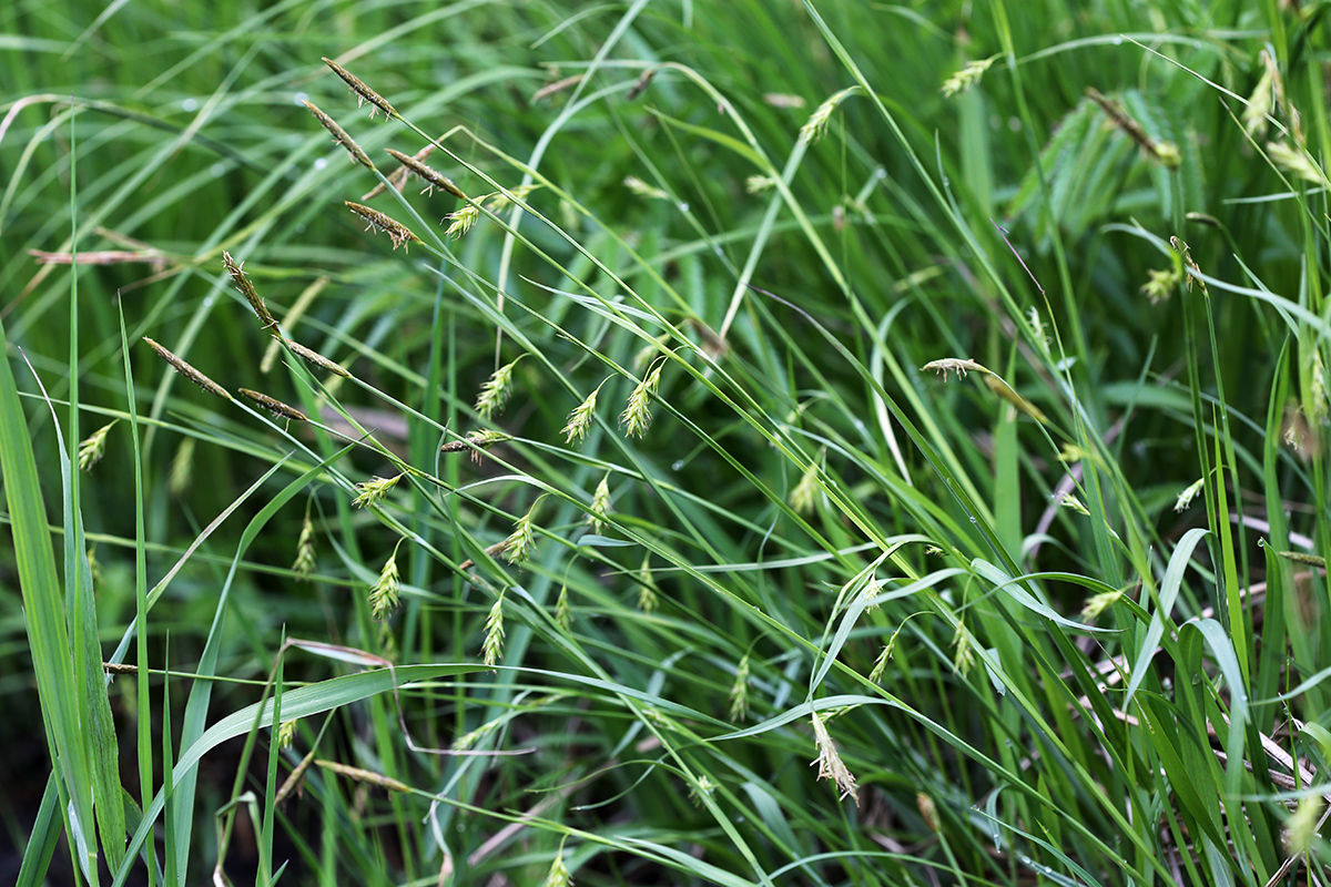 Изображение особи Carex nikolskensis.