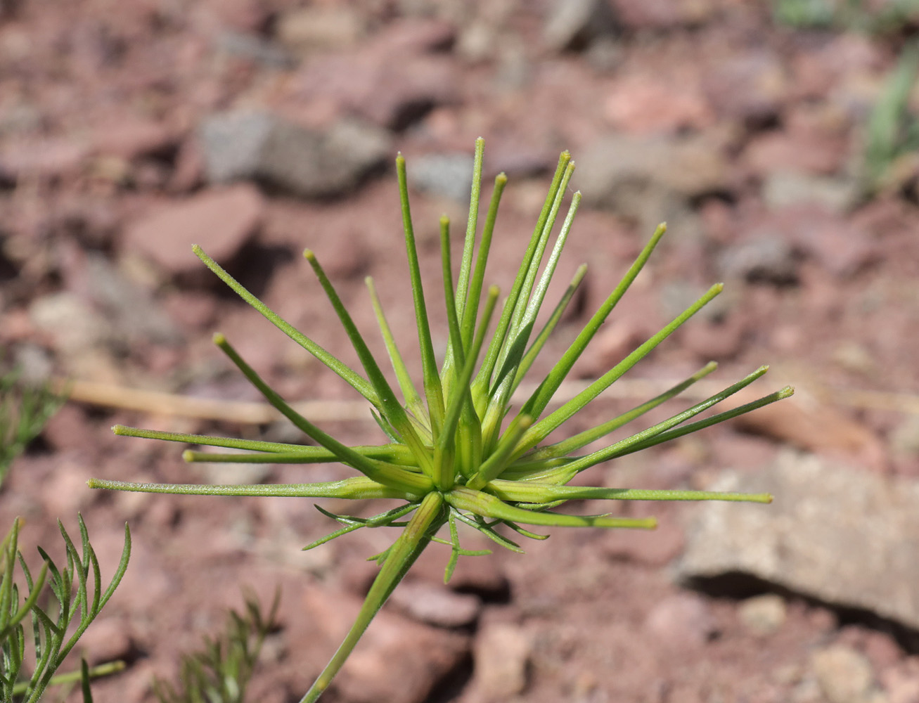 Изображение особи Scandix stellata.